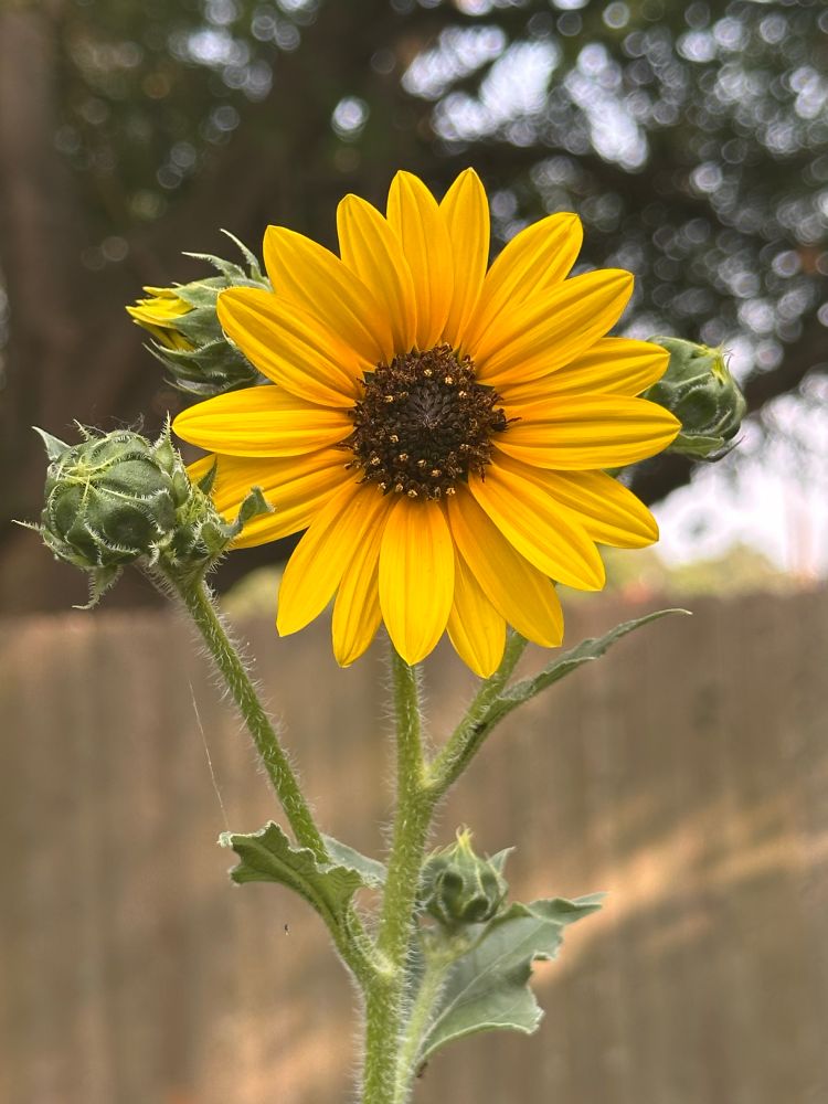 a fairly close up photo of a sunflower in my garden