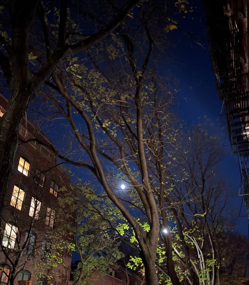 A deep blue sky background with green-leafed trees and residential windows glowing a warm yellow in the foreground 