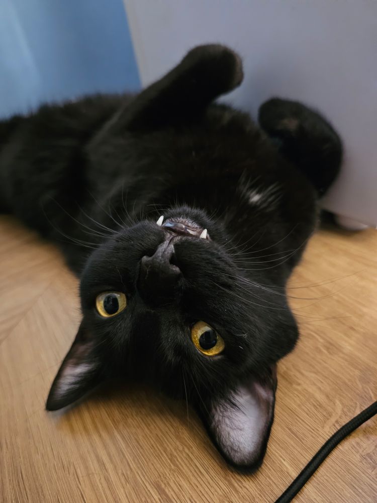 gato preto com cara de otário deitado de barriga para cima