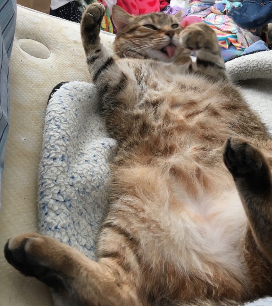 Marzipan, an adorable tabby cat, sprawled on her back in a goofy pose - legs akimbo, belly fully exposed, with tongue sticking out to lick her bent left front paw. She is unaware that her picture is being taken.
