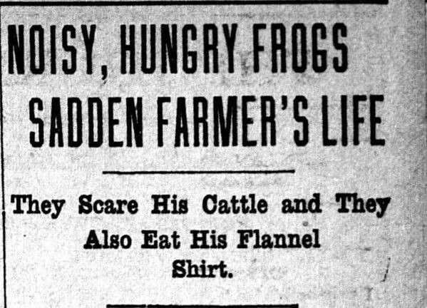 A newspaper clipping from 1906 that reads: "Noisy, Hungry Frogs Sadden Farmer's Life. They scare his cattle and they also eat his flannel shirt."