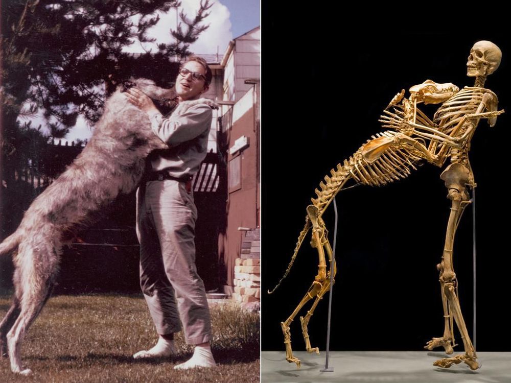 A photo of Krantz standing with his large dog jumping up to greet him. The pose is replicated on the right, but it's the skeletons of Krantz and the dog. 