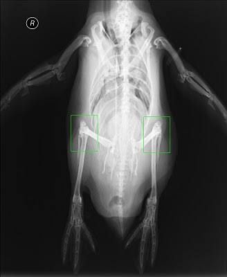 An x-ray of a penguin showing the knees much higher up on the body than one would think. 