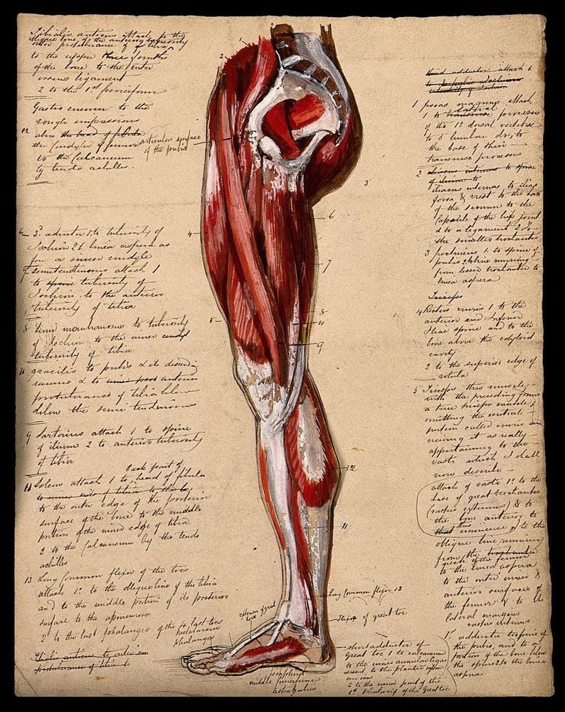 A hand-drawn illustration of the muscles and bones of the leg, along with a descriptive key. 