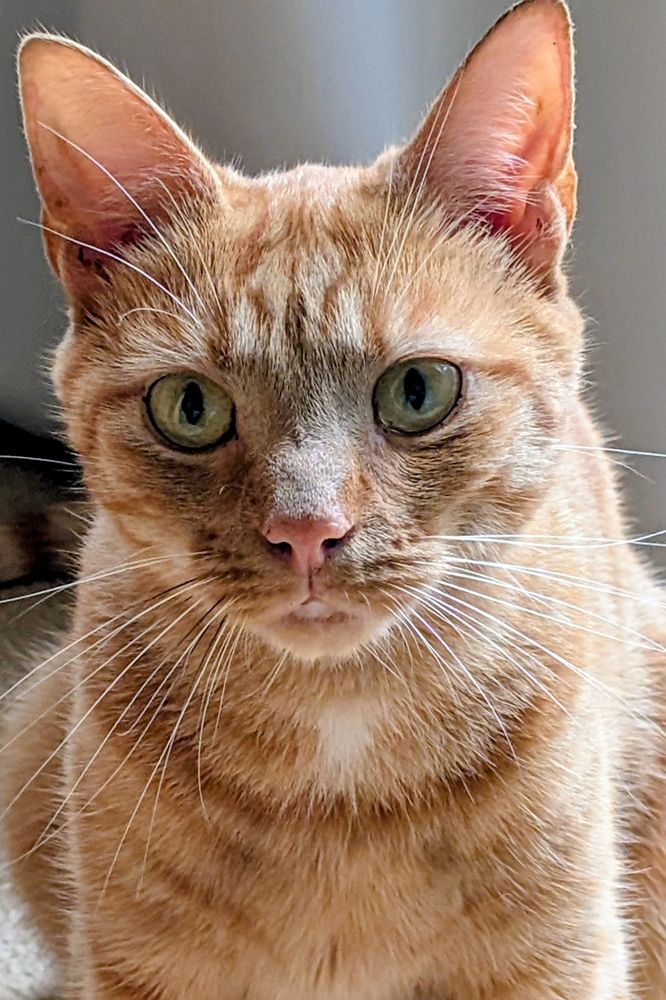 Milo the ginger cat.