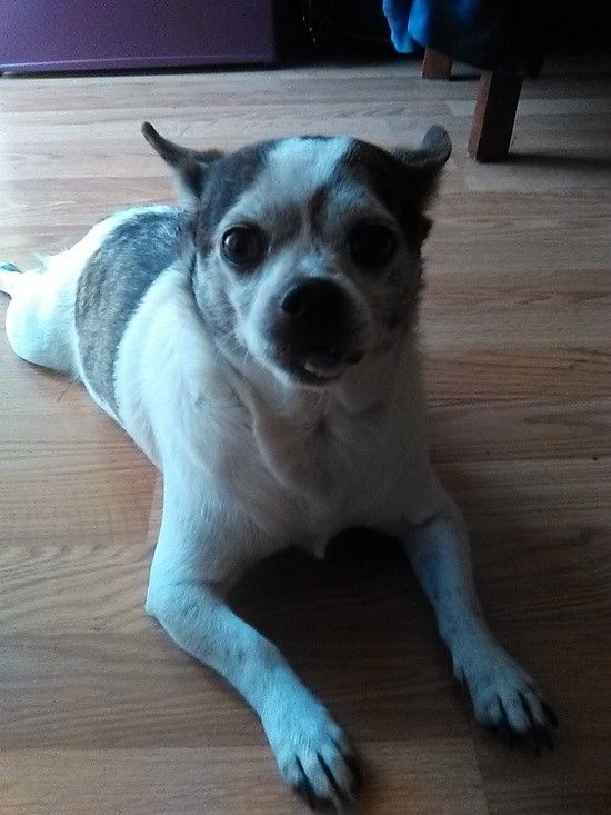 Small white and brown dog is looking at you with his ears half back like he's not too sure about your intentions. 