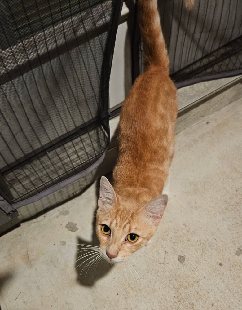 An orange tabby cat looking up at you cutely