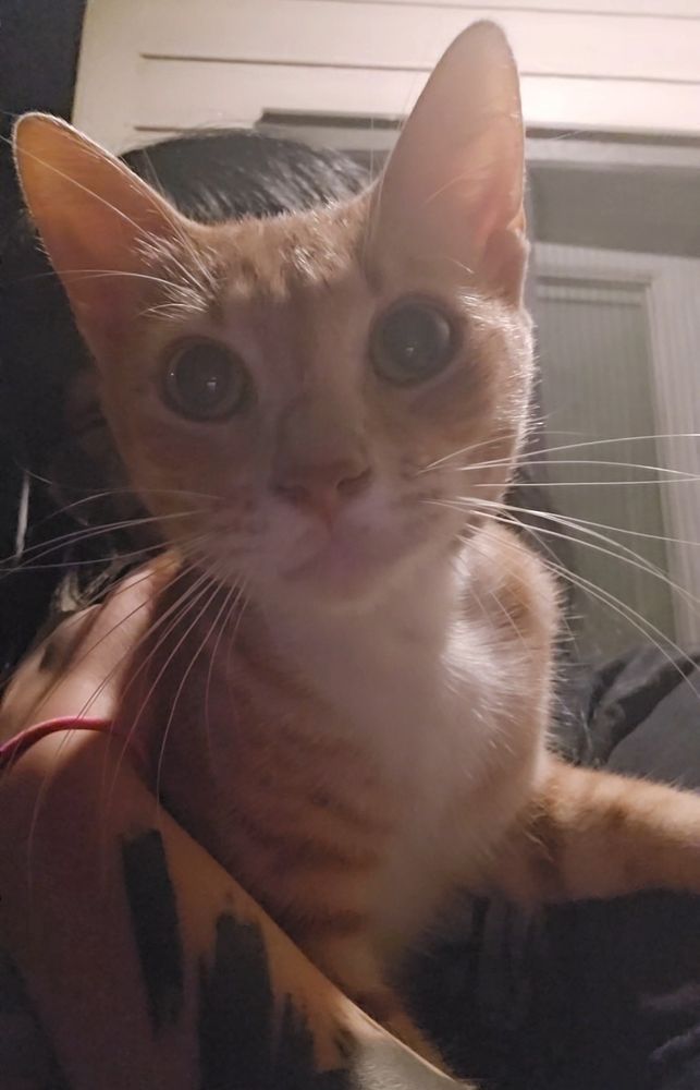 An orange tabby cat being held up by a person to look at you in the camera