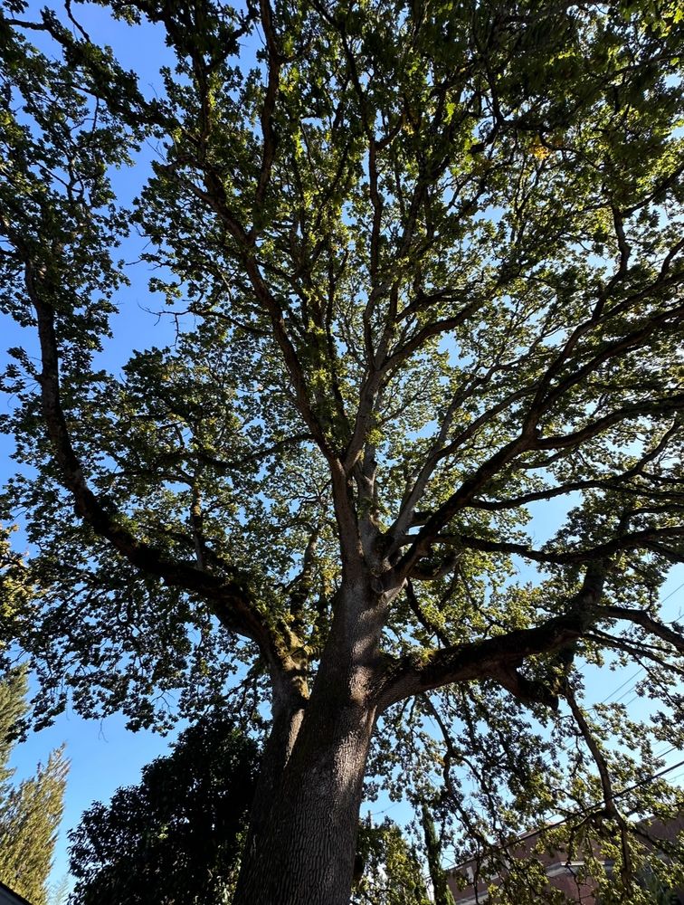 Looking up into the branches of a giant oak against a blue sky