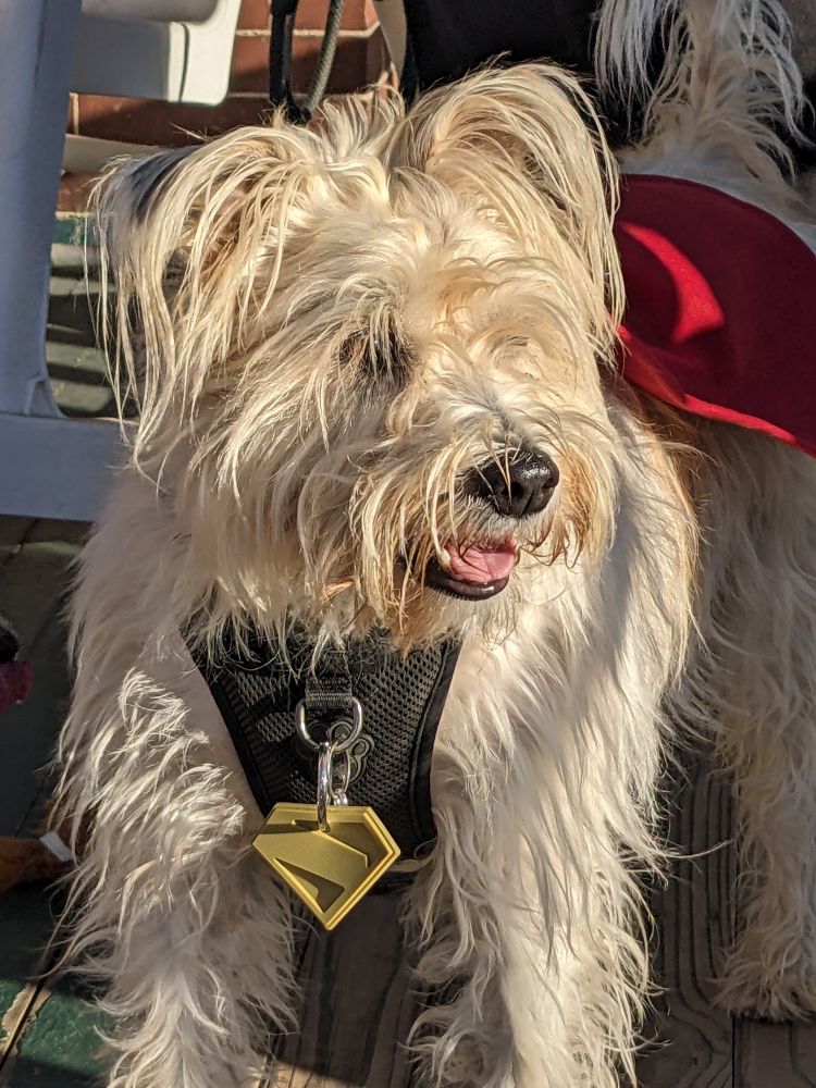 A ridiculously scruffy white and tan mutt models his Krypto costume(a red cape and a yellow S badge) in the autumn sun, keeping his eyes peeled for trouble. 
