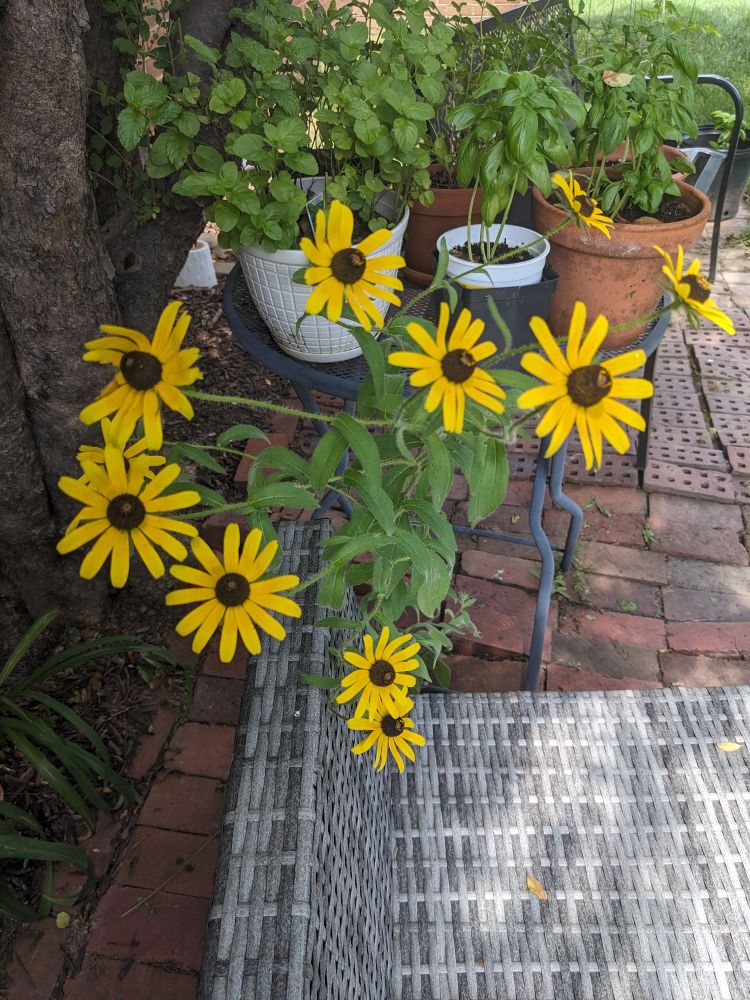 A picture of black eyed susans on my patio 