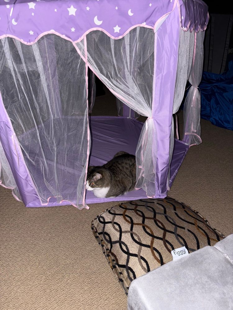 Black and white cat in a purple princess tent in the basement 
