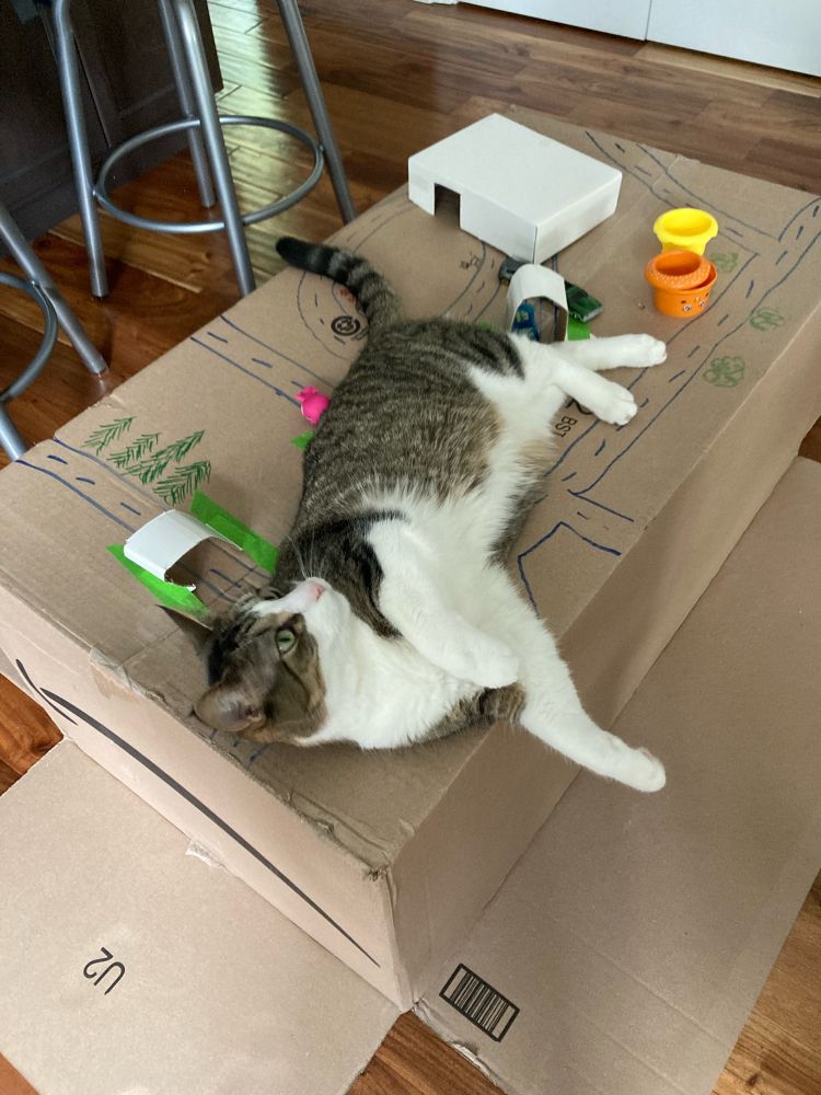 Cat laying on a cardboard box city