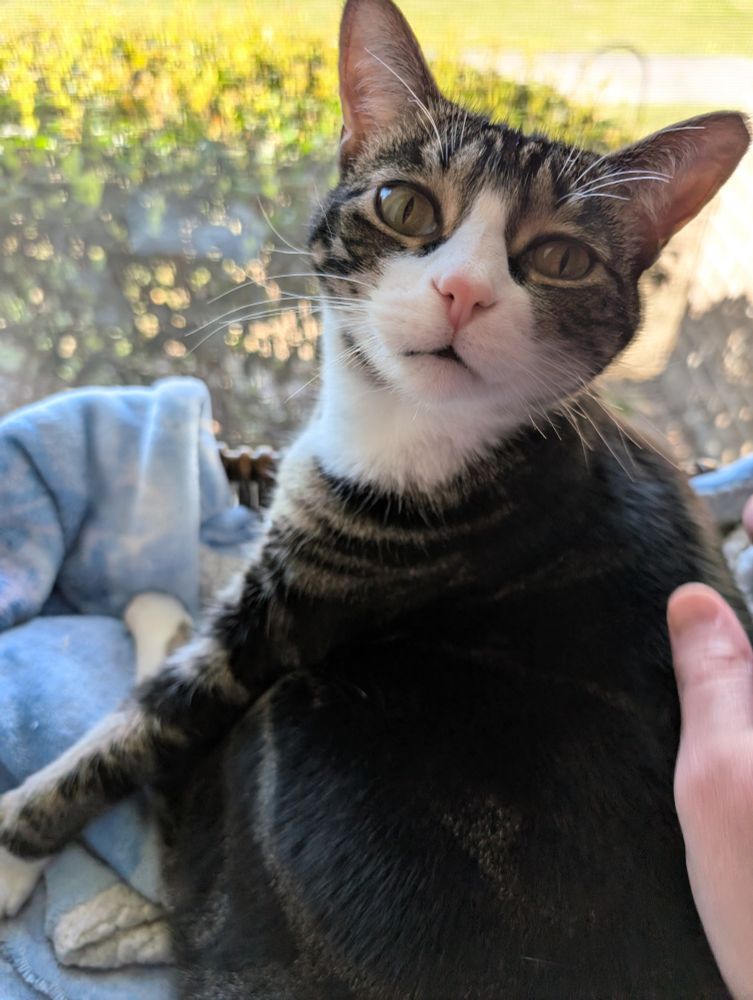 A very sweet cat with a light pink nose getting some pets in front of a window.