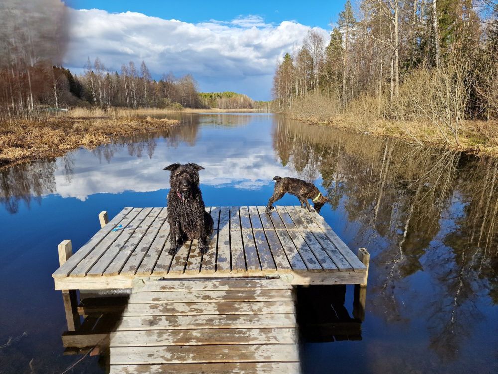 Koirat laiturilla, aikuinen ja pentu. Pentu kurkistaa veteen.