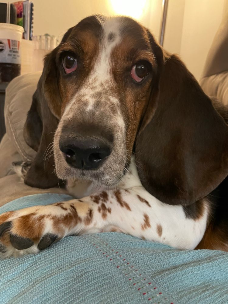 A baby basset hound