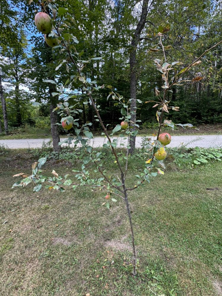 an apple tree sapling which implausibly grew six normal sized apples