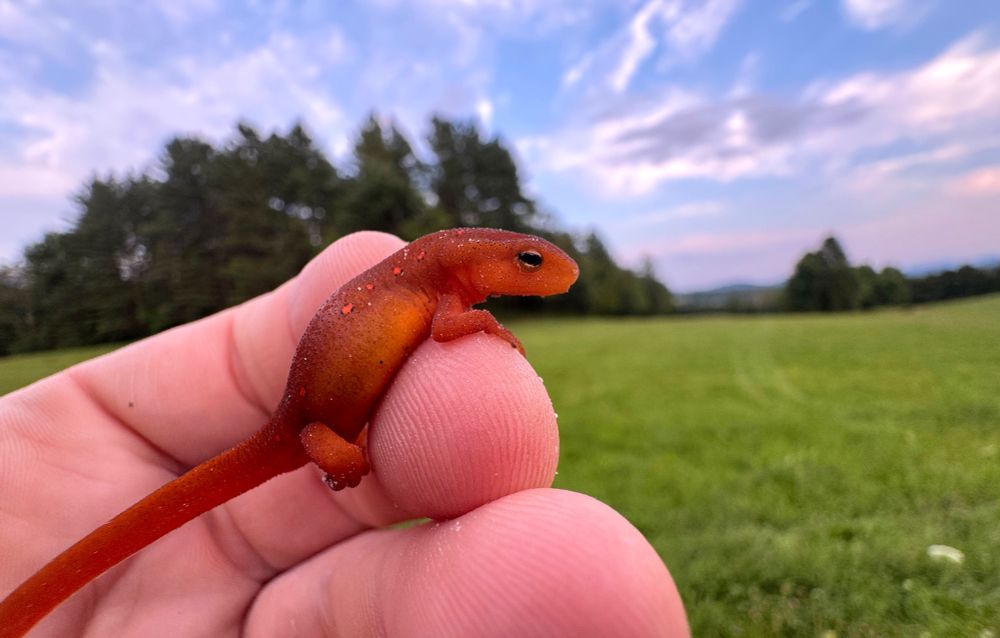 me holding an immature eastern newt