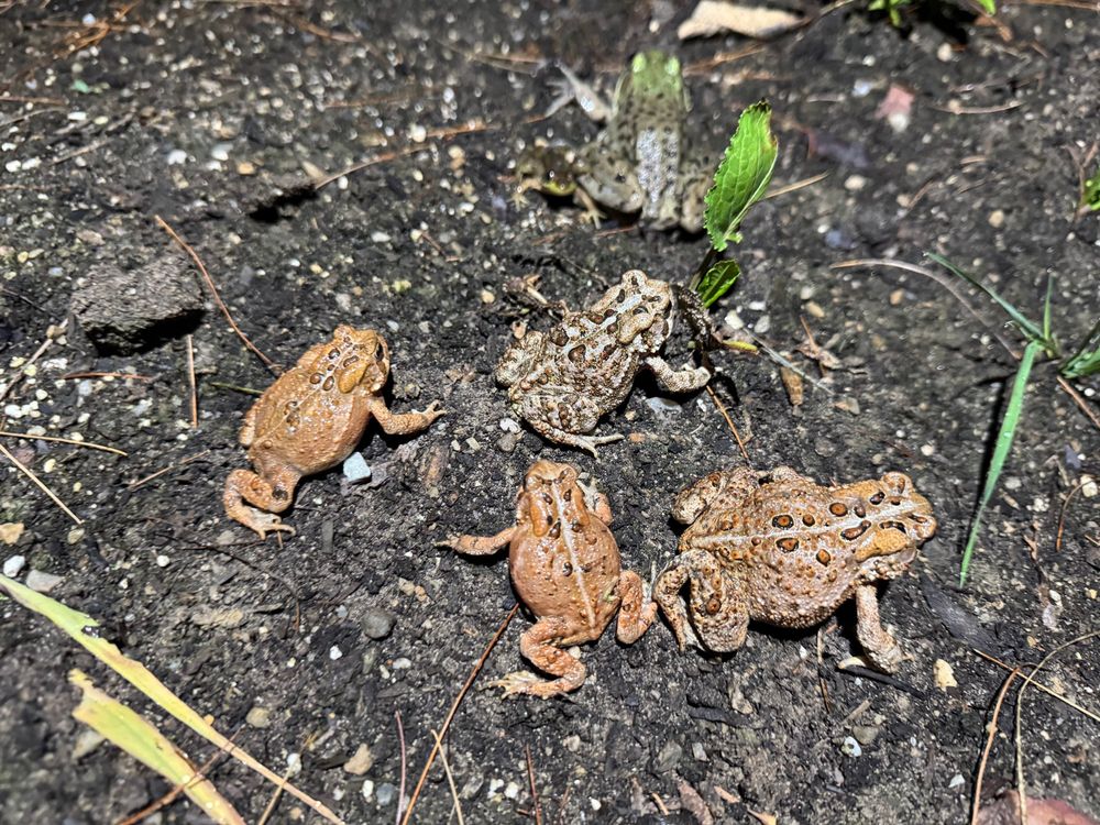 5 frogs and toads in my garden at night