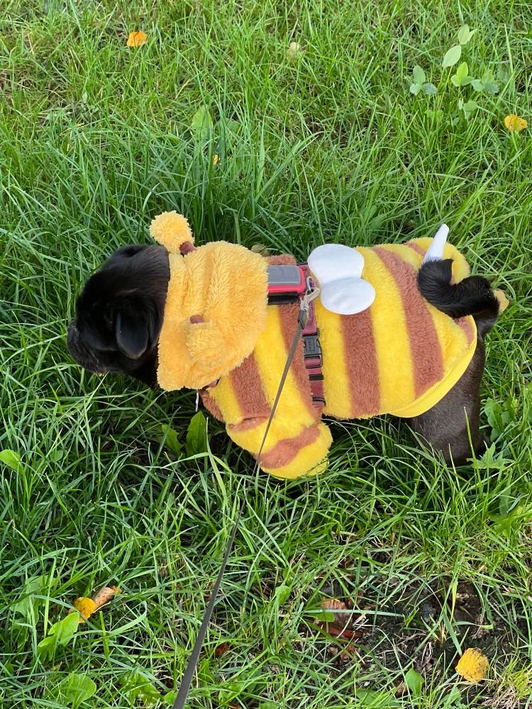 Ein Mops im Hummel-Pullover.