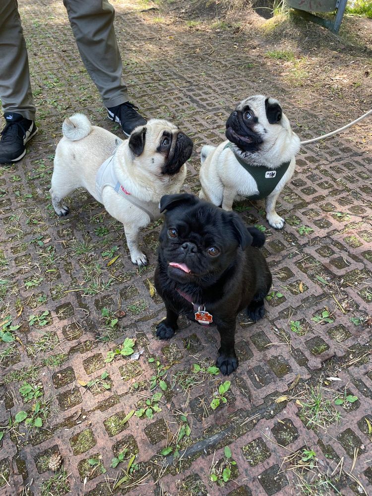 3 Möpse nebeneinander