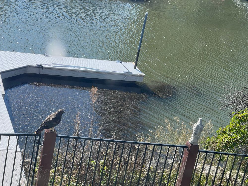 A hawk on a fence post. The next post over has a concrete hawk on it. The concrete hawk is actually an eagle with a broken off beak, brought grow Seattle many decades ago.
