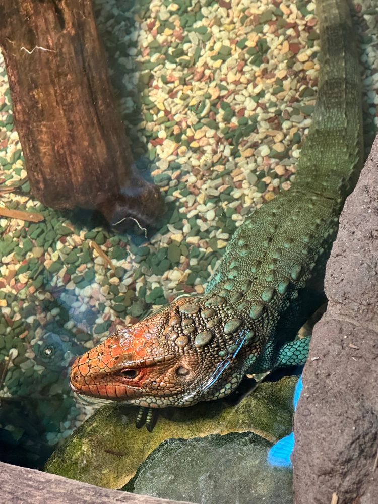 A large lizard I forgot the name of. It has a red head and a blue/green body with its head poking out of the water