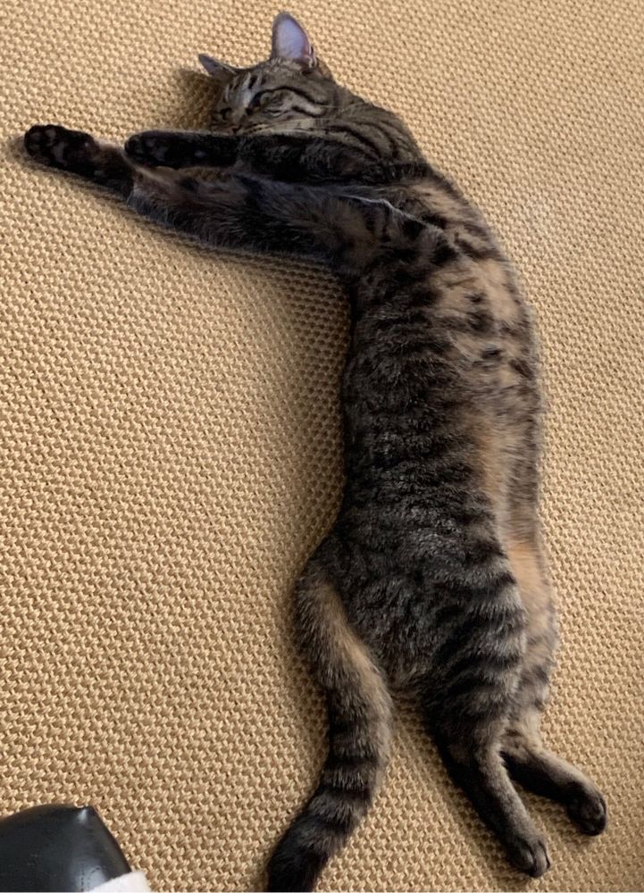 Cat stretching yoga pose