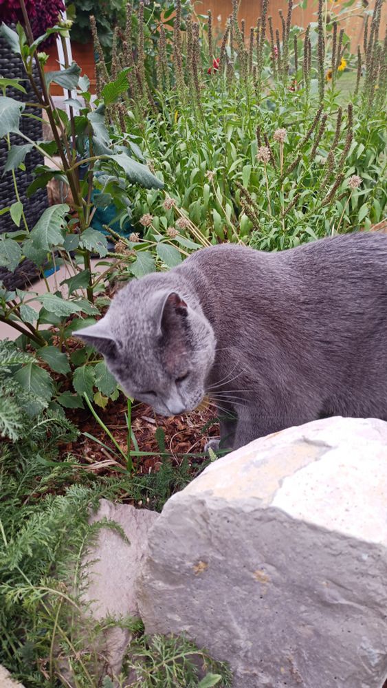 Gray American shorthair cat eating grass
