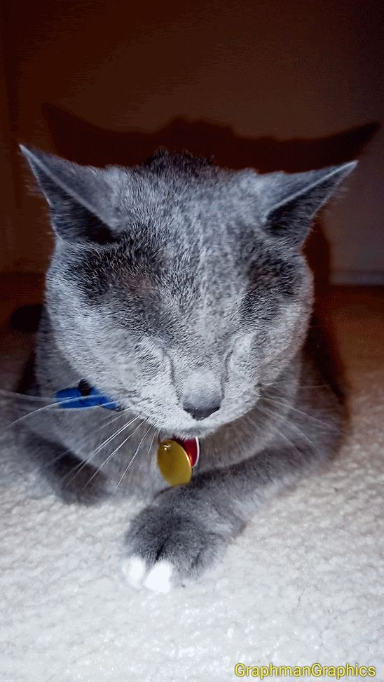 Gray and domestic American cat