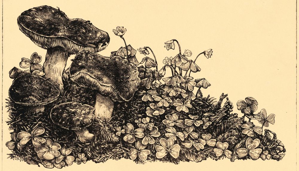 A freehanded, ballpoint pen scientific illustration with pronto plate printmaking technique. To the left, California Russula mushrooms are fruiting atop a collection of redwood duff, with small pinecones and tanoak leaves mixed throughout the substrate. Blooming redwood sorrel covers the righthand side of the ecru-toned composition.