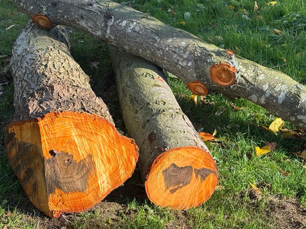 Tree cut down in sections with red rings and dark heartwood showing.
