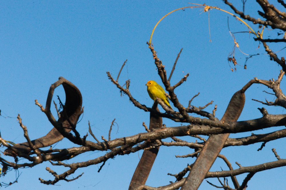 pássaro amarelo (Canário da Terra) pousado em uma arvore com galhos secos