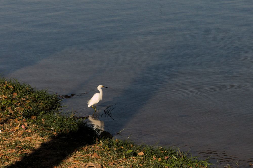 ave branca (Garça-branca-pequena) na encosta da lagoa