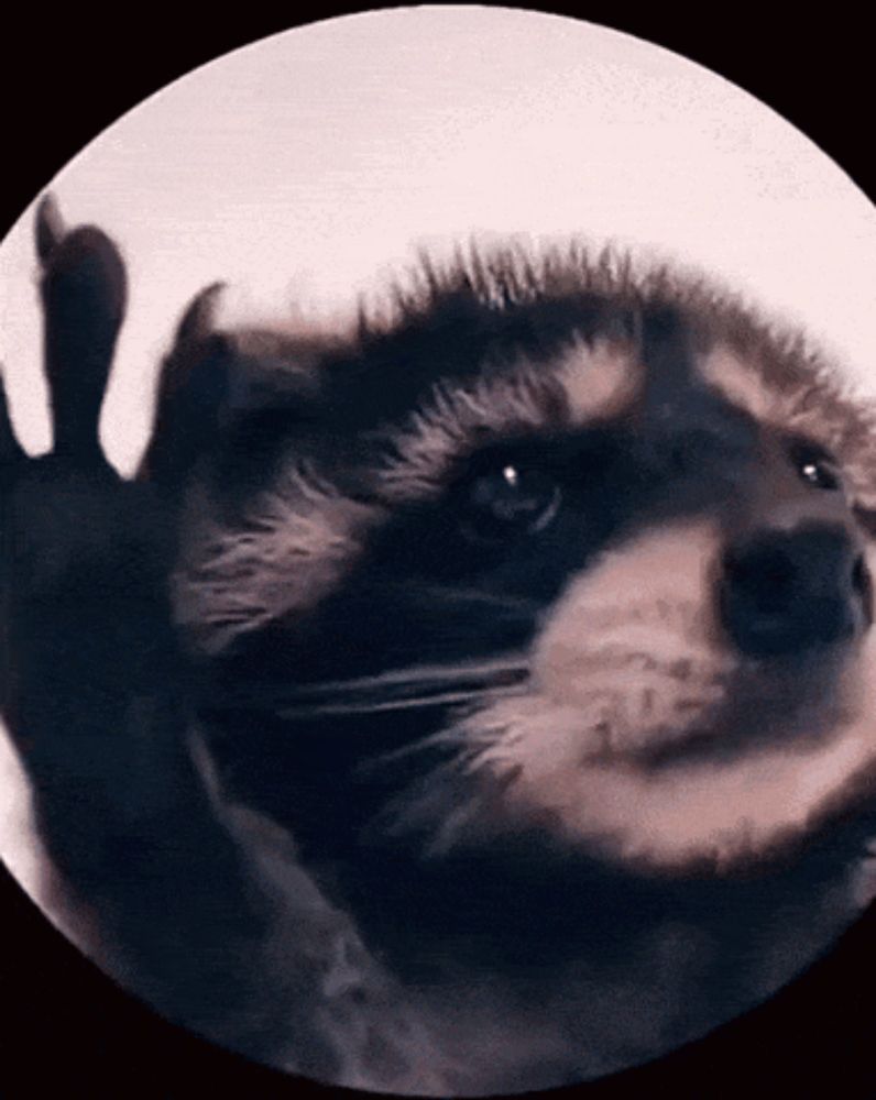 a close up of a raccoon in a circle giving a high five