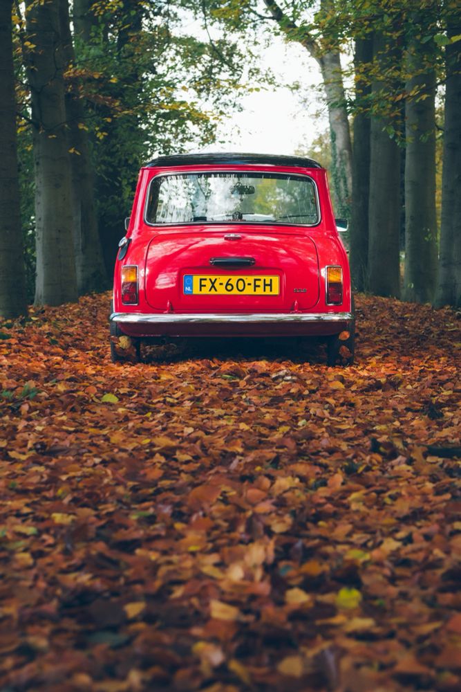 Red classic Mini on a forest path in autumn with leaves on the ground