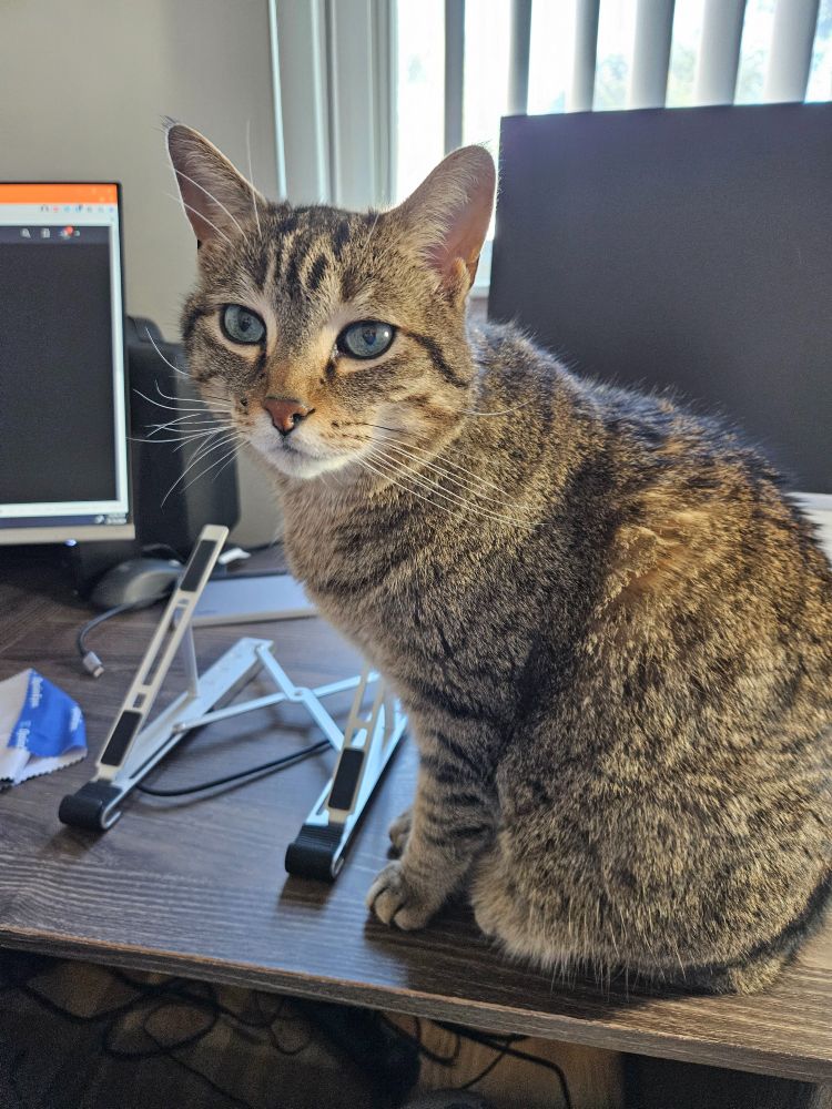 A brown tabby with green eyes perched on a desk