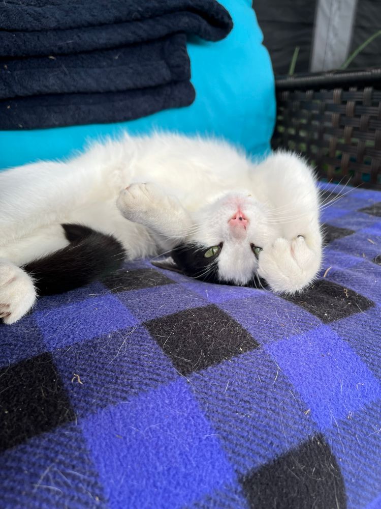 Cat laying upside down in a chair