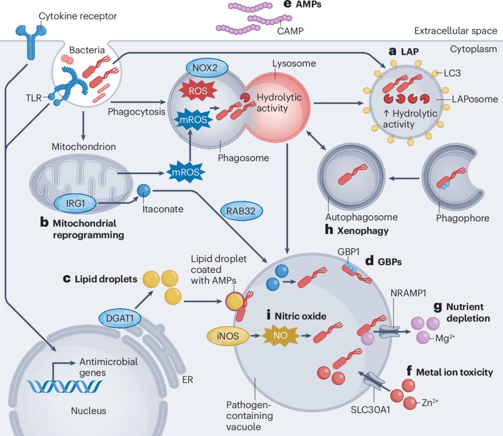 Inducible antibacterial responses in macrophages