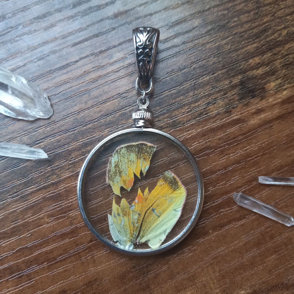 A real butterfly wing, tattered, in a glass locket pendant.