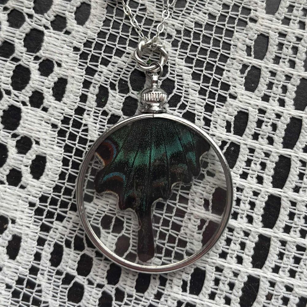 An ethically sourced butterfly wing encased in a silver glass locket.