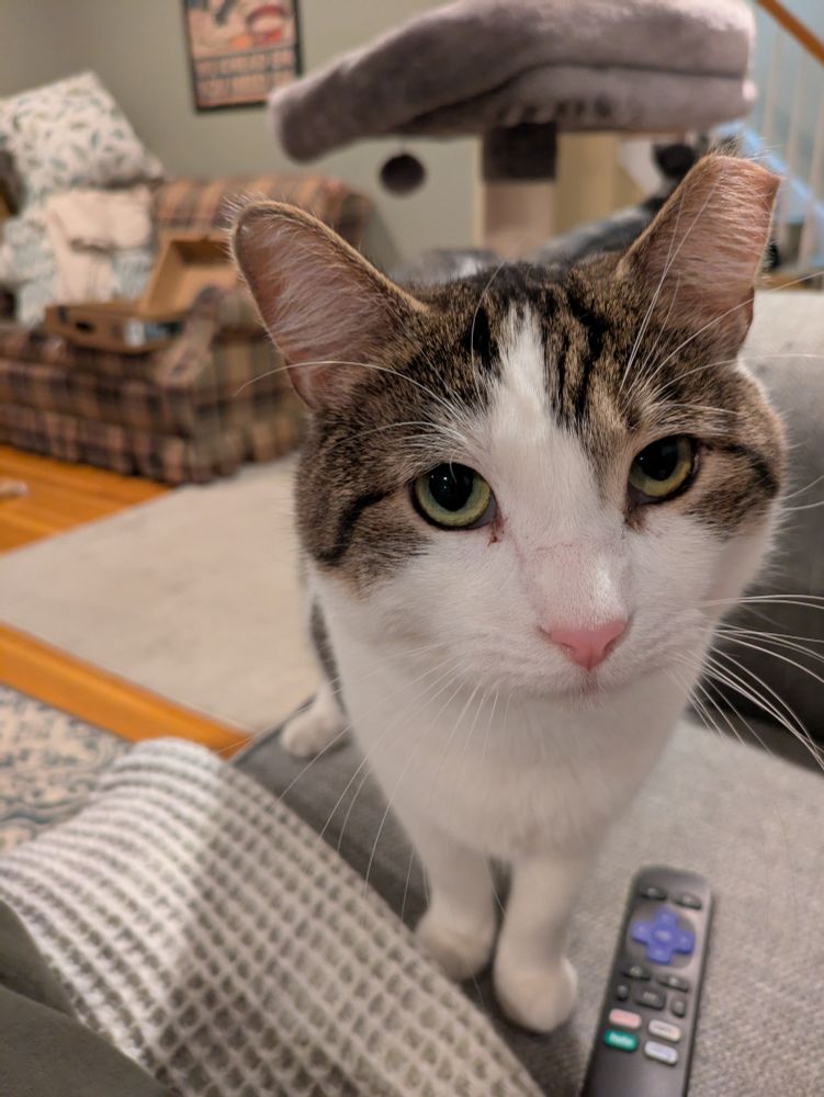 Cheeks the cat is sitting with his dad 