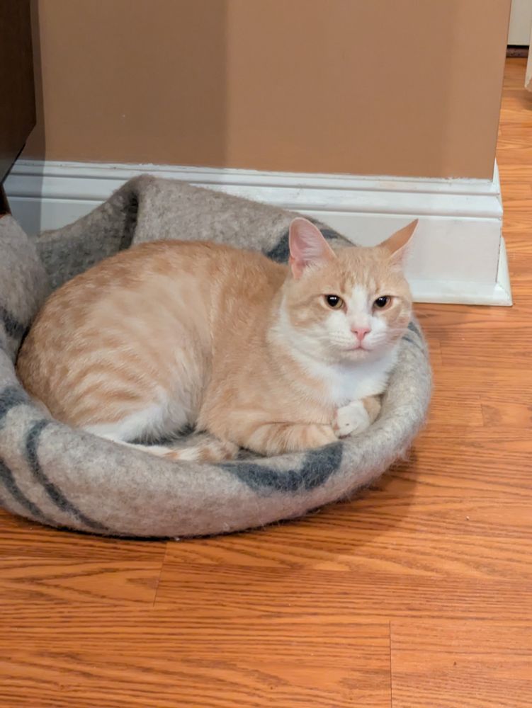 Theodore, an orange cat, is watching carefully 