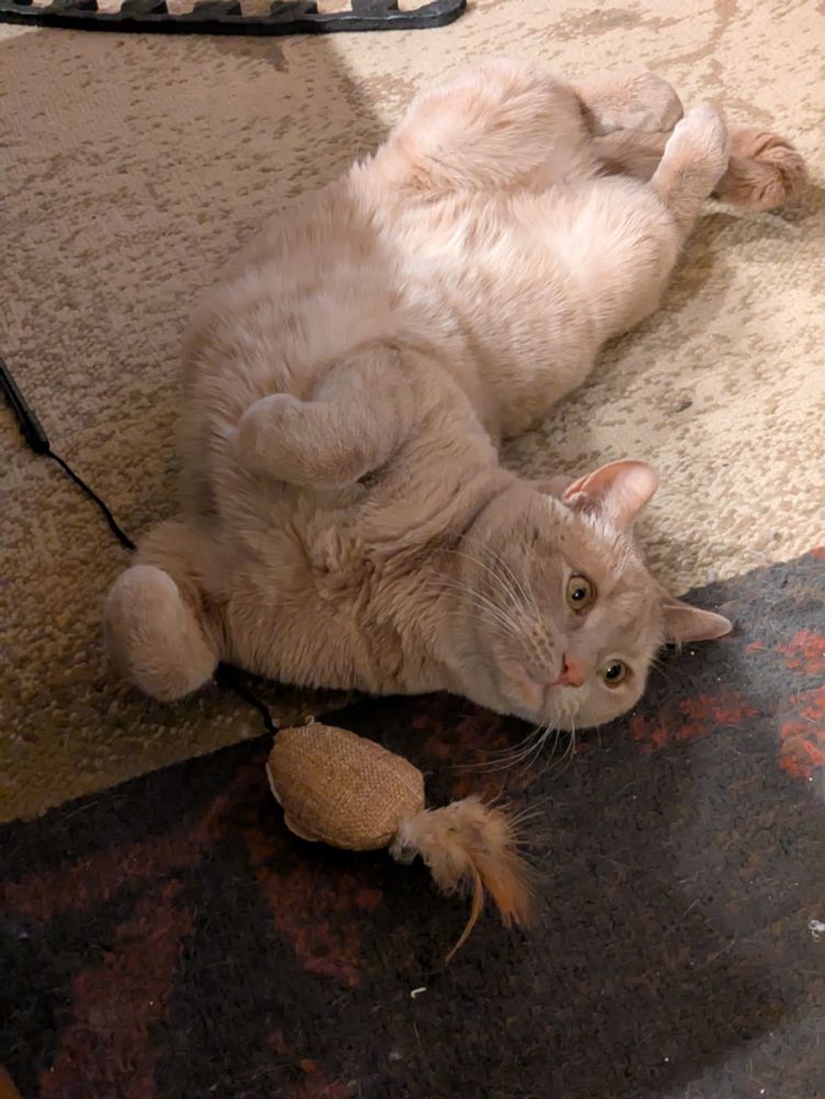 Orla, an orange tabby cat, is extremely high on catnip 