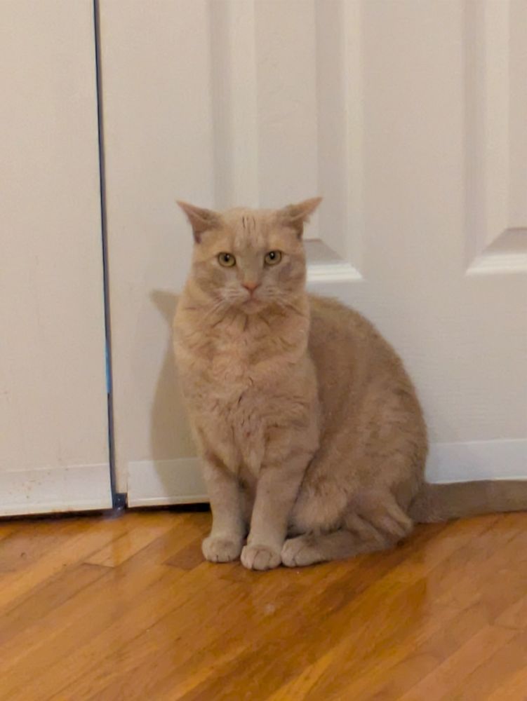 Orla, an orange cat, is blocking a doorway 