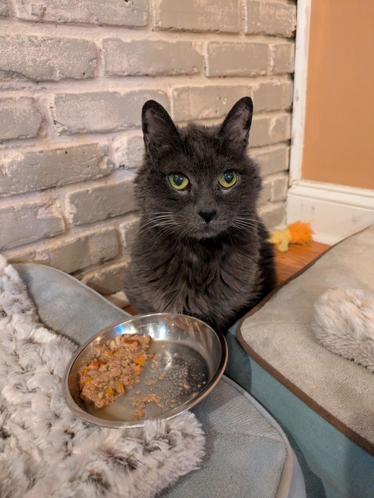Guinevere, a gray cat, is judging her dad for giving her food which she also judged 