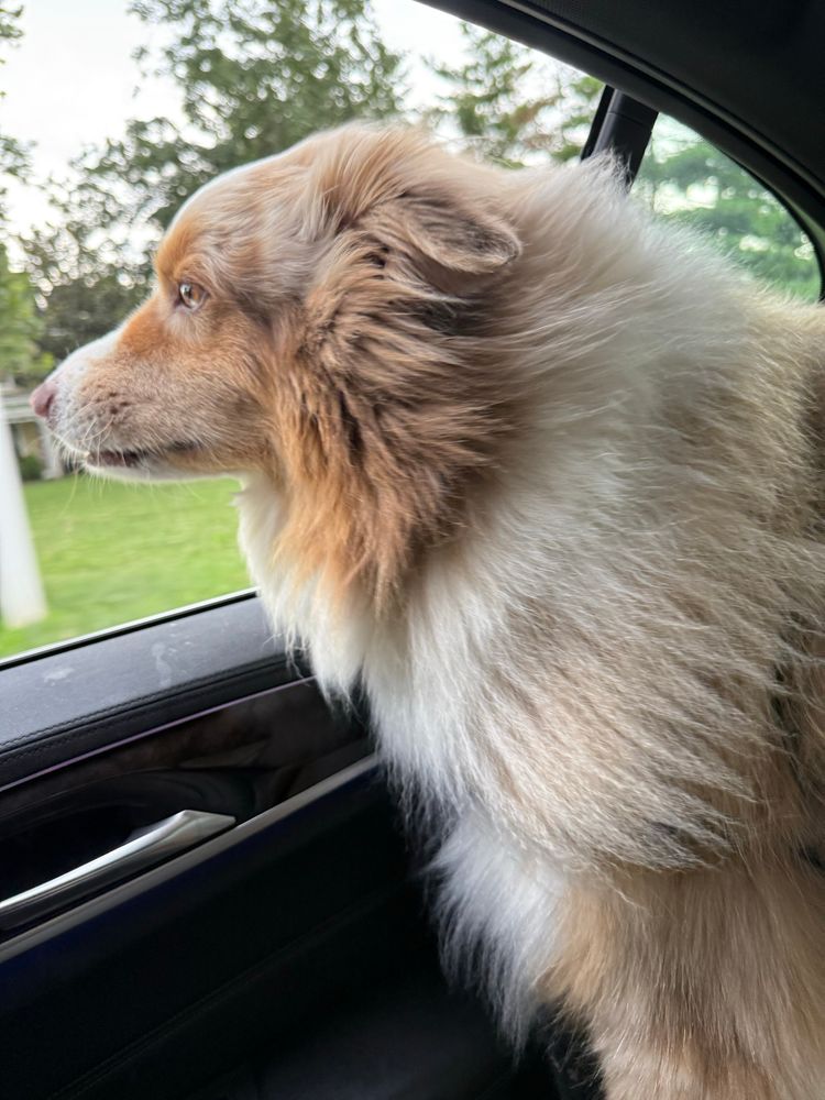 Picture of an Australian shepherd dog riding in a car