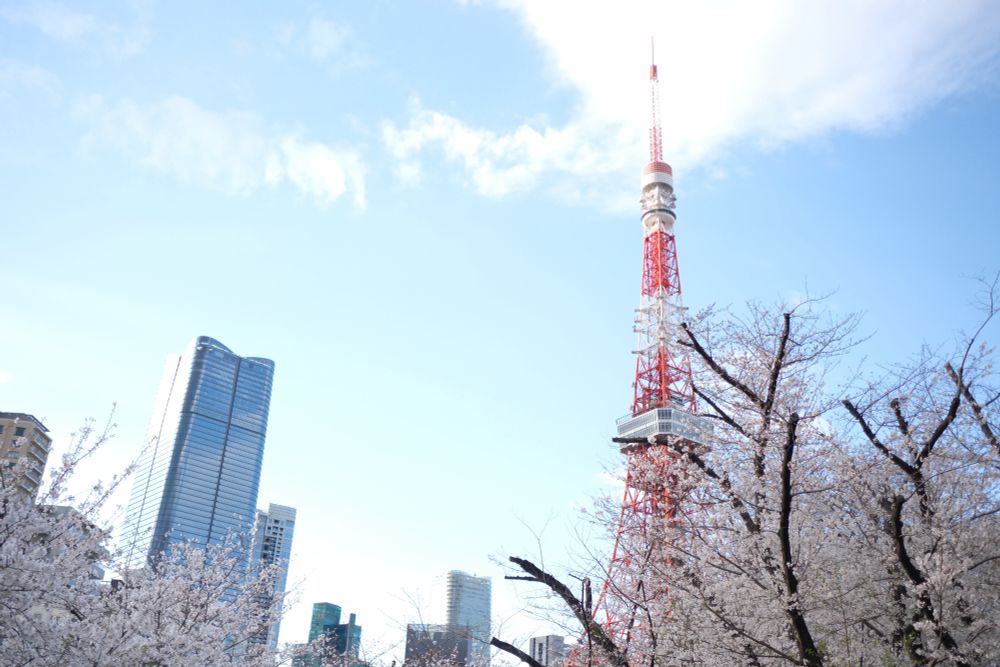 桜と東京タワー