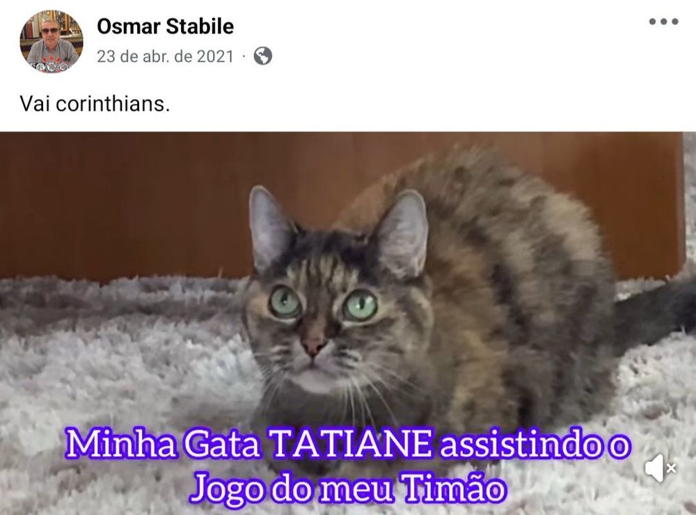 print de post do facebook de osmar stabile com a foto de uma gata com o texto 'minha gata tatiane assistindo o jogo do meu timao'.