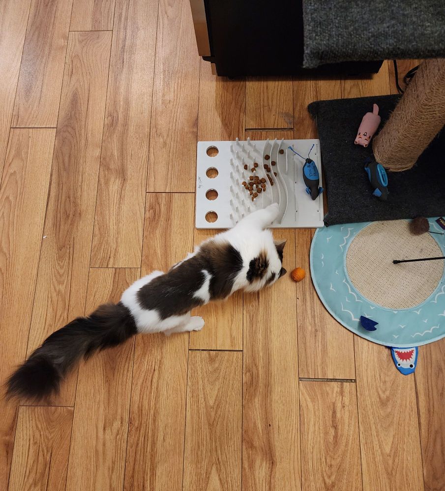 cat reaching across food tray to get kibble